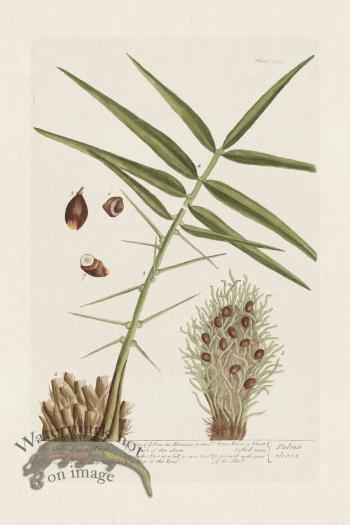 BEE 363 The Oily-Palm Tree